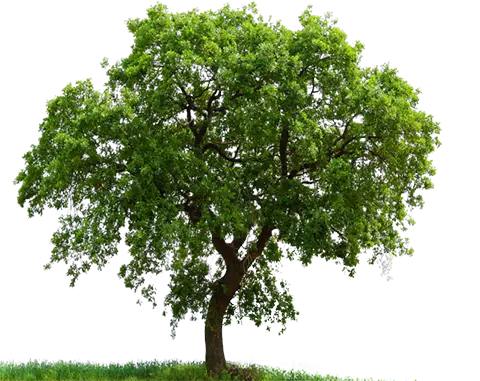 Árbol